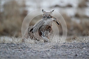 Bobcat (Lynx rufus) Bosque del Apache National Wildlife Refuge New Mexico USA