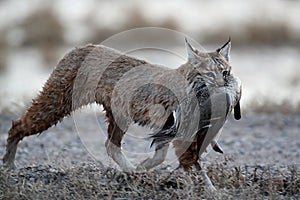 Bobcat (Lynx rufus) Bosque del Apache National Wildlife Refuge New Mexico USA