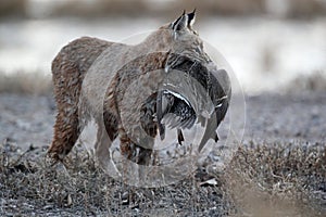 Bobcat (Lynx rufus) Bosque del Apache National Wildlife Refuge New Mexico USA