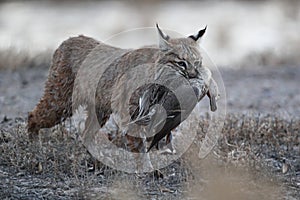 Bobcat (Lynx rufus) Bosque del Apache National Wildlife Refuge New Mexico USA