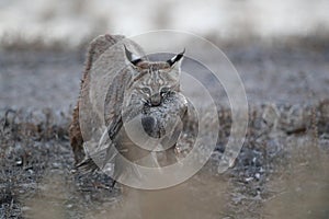 Bobcat (Lynx rufus) Bosque del Apache National Wildlife Refuge New Mexico USA