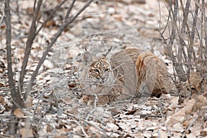 Bobcat (Lynx rufus) Bosque del Apache National Wildlife Refuge New Mexico USA