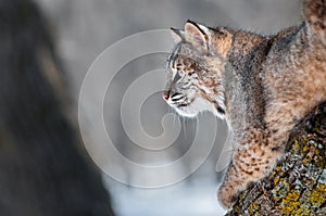 Bobcat (Lynx rufus) on Branch Looking Left