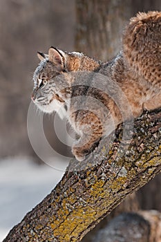 Bobcat (Lynx rufus) on Branch - Profile