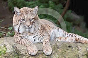 Bobcat Lynx rufus californicus resting on a rock and posing.