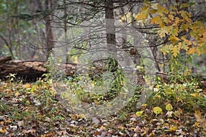 Bobcat Lynx rufus Camoflauged in Autumn Environment