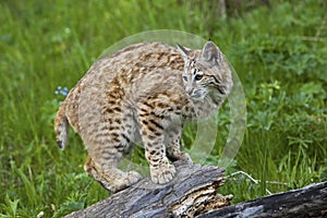 Bobcat Lynx rufus cat wildlife wild animal