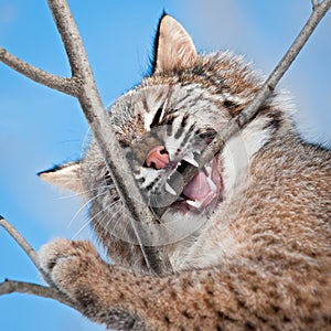 Bobcat (Lynx rufus) Chews on Branch