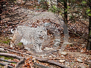 Bobcat Lynx rufus climbing with forest background