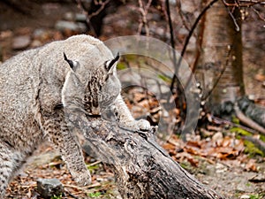 Bobcat Lynx rufus climbing on a log with forest background