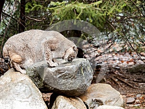 Bobcat Lynx rufus climbing on rocks with forest background