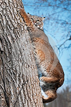 Bobcat (Lynx rufus) Climbs Down Tree