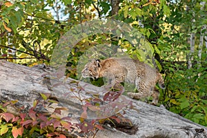 Bobcat Lynx rufus Climbs Up Log Autumn