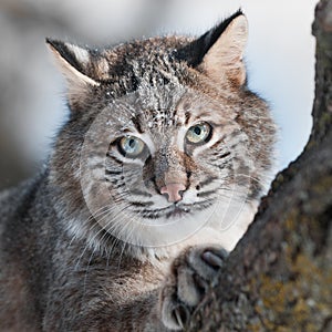 Bobcat (Lynx rufus) Close Up