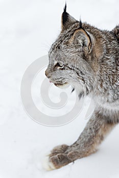 Bobcat Lynx rufus Close Up Tip of Tongue Out Winter