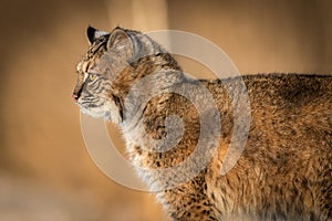 Bobcat Lynx rufus Closeup Profile