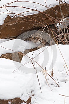 Bobcat (Lynx rufus) Crawls Out From Under Rock Winter