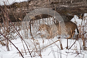 Bobcat (Lynx rufus) Creeps Left Under Log and Behind Winds Winter