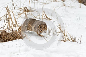 Bobcat Lynx rufus Creeps Through Weeds and Snow Winter
