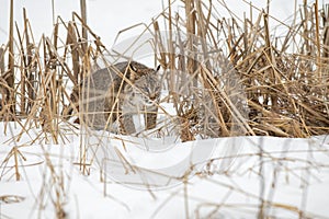 Bobcat Lynx rufus Creeps Through Weeds Winter