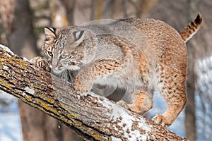 Bobcat (Lynx rufus) Crouches on Branch