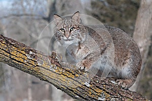 Bobcat (Lynx rufus) Crouches on Branch Looking Left