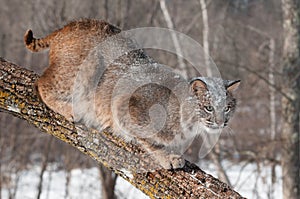 Bobcat (Lynx rufus) Crouches on Branch Looking Right