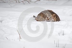 Bobcat (Lynx rufus) Crouches Down Chin on Snow Winter