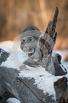 Bobcat Lynx rufus Crouches on Log