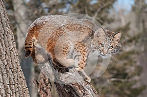 Bobcat (Lynx rufus) Crouches on Snowy Stump