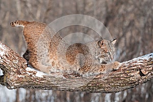 Bobcat (Lynx rufus) Crouches on Snowy Tree Branch