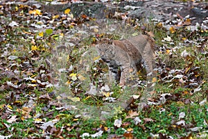 Bobcat Lynx rufus With Dead Mouse in Mouth Autumn