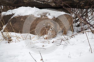 Bobcat (Lynx rufus) Digs in Snow With Front Paws Winter