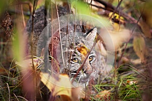 Bobcat (Lynx rufus) Displaying Stalking Behavior