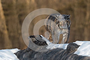 Bobcat Lynx rufus Ears to Side Walks Across Log