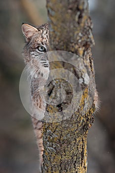 Bobcat (Lynx rufus) Eye Behind Branch