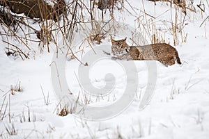 Bobcat (Lynx rufus) Glares Up From Snow Winter