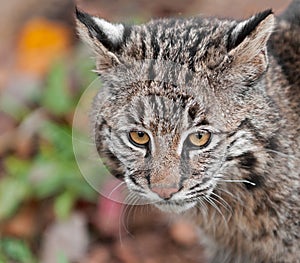 Bobcat (Lynx rufus) Head