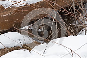 Bobcat Lynx rufus Hidden in Rock Pile Winter