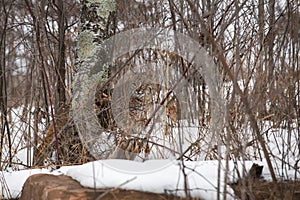 Bobcat Lynx rufus HIdden in Trees and Brush Looks Out Winter