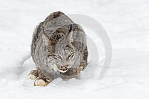 Bobcat Lynx rufus Hunches in Snow Winter