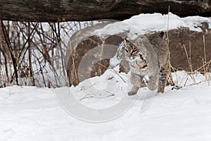 Bobcat Lynx rufus Jumps From Rock and Runs Winter