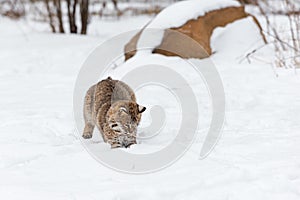 Bobcat Lynx rufus Lands After Pounce in Snow Winter