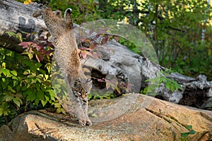 Bobcat (Lynx rufus) Lands on Rock After Leaping Off Log Autumn