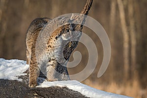 Bobcat Lynx rufus Leans on Broken Off Branch