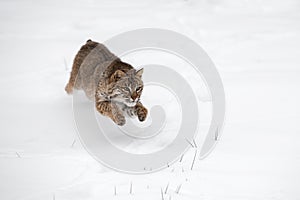 Bobcat Lynx rufus Leaps Through Snow