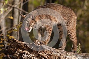 Bobcat (Lynx rufus) Licks Chops