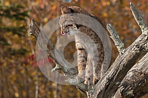 Bobcat (Lynx rufus) Licks Chops Profile