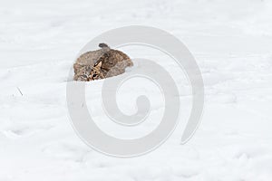 Bobcat Lynx rufus Lies Flat in Snow Winter