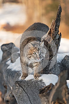 Bobcat Lynx rufus on Log Steps Around Broken Off Branch Winter